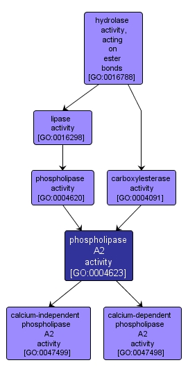 GO:0004623 - phospholipase A2 activity (interactive image map)