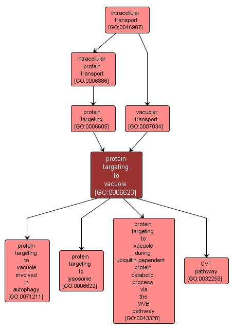 GO:0006623 - protein targeting to vacuole (interactive image map)