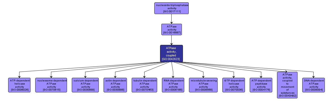 GO:0042623 - ATPase activity, coupled (interactive image map)