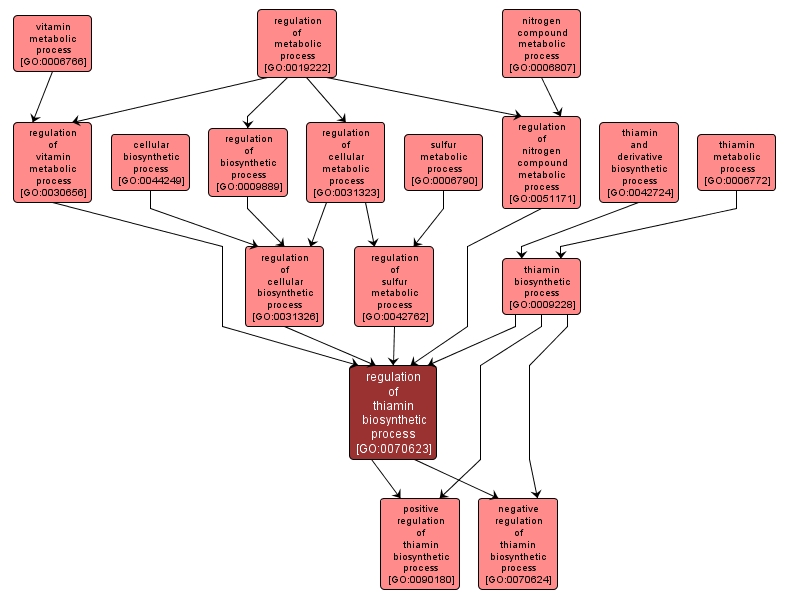 GO:0070623 - regulation of thiamin biosynthetic process (interactive image map)