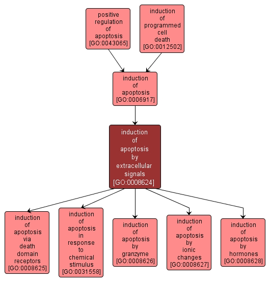GO:0008624 - induction of apoptosis by extracellular signals (interactive image map)
