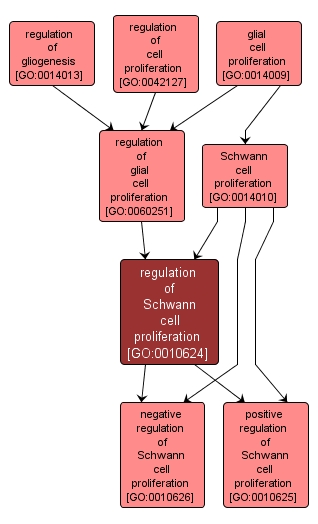 GO:0010624 - regulation of Schwann cell proliferation (interactive image map)