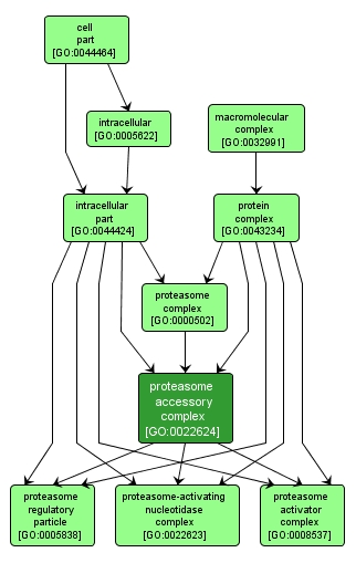 GO:0022624 - proteasome accessory complex (interactive image map)