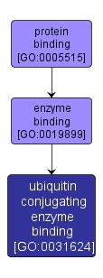 GO:0031624 - ubiquitin conjugating enzyme binding (interactive image map)