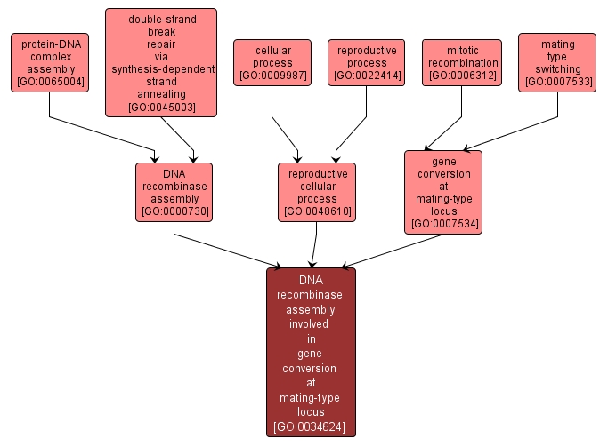 GO:0034624 - DNA recombinase assembly involved in gene conversion at mating-type locus (interactive image map)