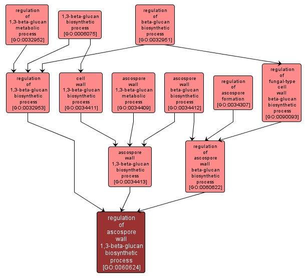 GO:0060624 - regulation of ascospore wall 1,3-beta-glucan biosynthetic process (interactive image map)