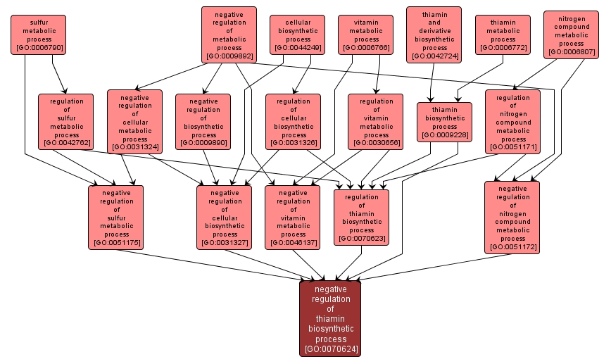 GO:0070624 - negative regulation of thiamin biosynthetic process (interactive image map)