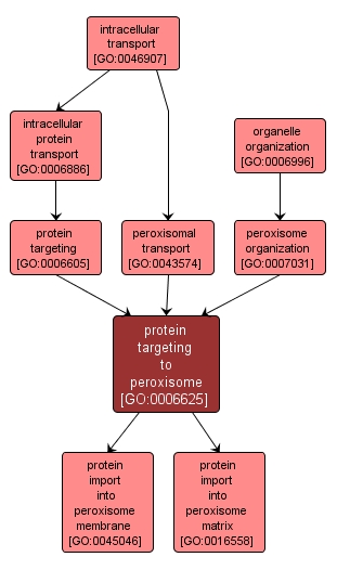 GO:0006625 - protein targeting to peroxisome (interactive image map)