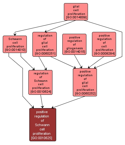 GO:0010625 - positive regulation of Schwann cell proliferation (interactive image map)