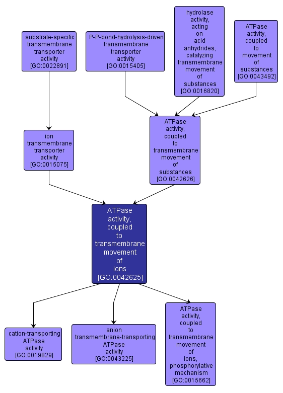 GO:0042625 - ATPase activity, coupled to transmembrane movement of ions (interactive image map)