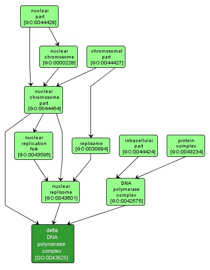 GO:0043625 - delta DNA polymerase complex (interactive image map)