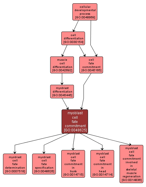 GO:0048625 - myoblast cell fate commitment (interactive image map)