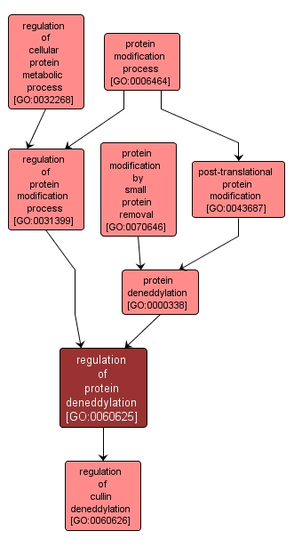 GO:0060625 - regulation of protein deneddylation (interactive image map)