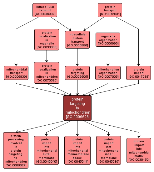 GO:0006626 - protein targeting to mitochondrion (interactive image map)