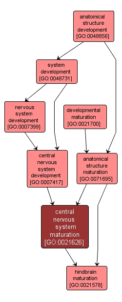 GO:0021626 - central nervous system maturation (interactive image map)