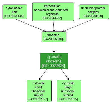 GO:0022626 - cytosolic ribosome (interactive image map)