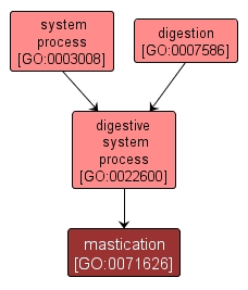 GO:0071626 - mastication (interactive image map)