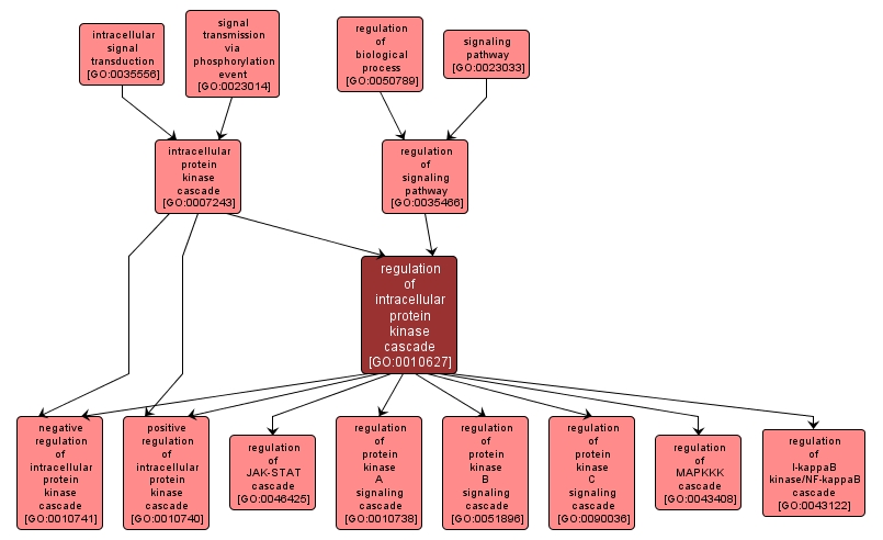 GO:0010627 - regulation of intracellular protein kinase cascade (interactive image map)