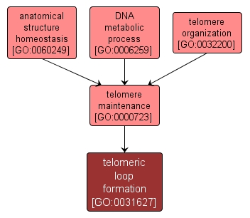 GO:0031627 - telomeric loop formation (interactive image map)