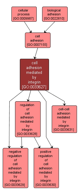 GO:0033627 - cell adhesion mediated by integrin (interactive image map)