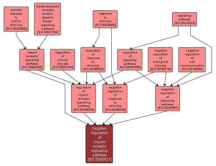 GO:0046627 - negative regulation of insulin receptor signaling pathway (interactive image map)