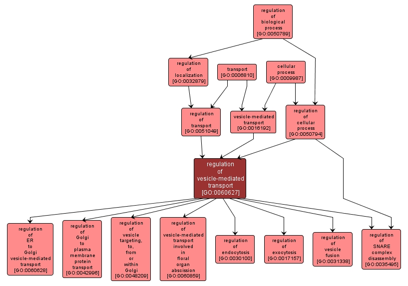 GO:0060627 - regulation of vesicle-mediated transport (interactive image map)