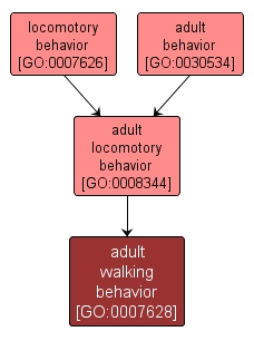 GO:0007628 - adult walking behavior (interactive image map)