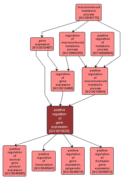 GO:0010628 - positive regulation of gene expression (interactive image map)