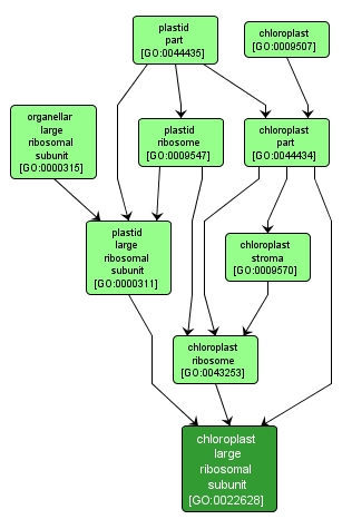 GO:0022628 - chloroplast large ribosomal subunit (interactive image map)