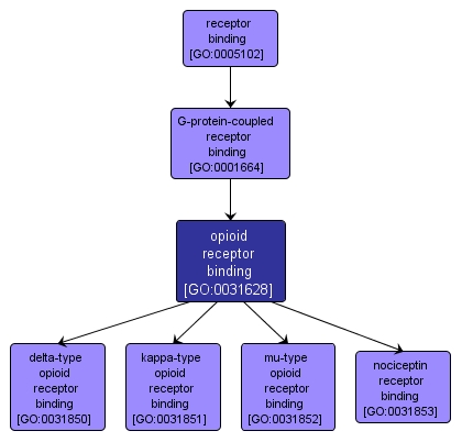 GO:0031628 - opioid receptor binding (interactive image map)