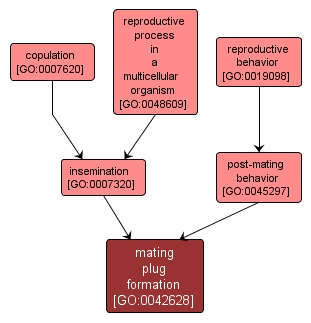 GO:0042628 - mating plug formation (interactive image map)