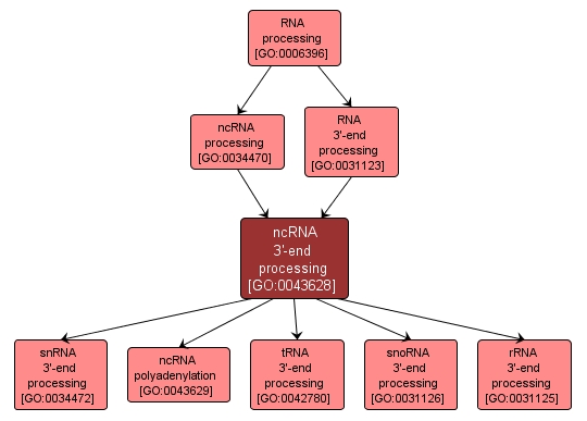 GO:0043628 - ncRNA 3'-end processing (interactive image map)