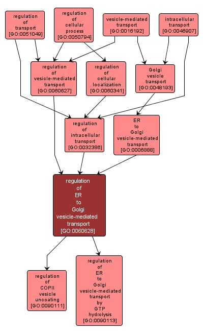 GO:0060628 - regulation of ER to Golgi vesicle-mediated transport (interactive image map)