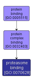 GO:0070628 - proteasome binding (interactive image map)