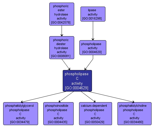 GO:0004629 - phospholipase C activity (interactive image map)