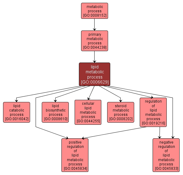 GO:0006629 - lipid metabolic process (interactive image map)