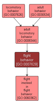 GO:0007629 - flight behavior (interactive image map)