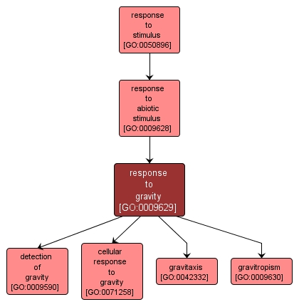 GO:0009629 - response to gravity (interactive image map)