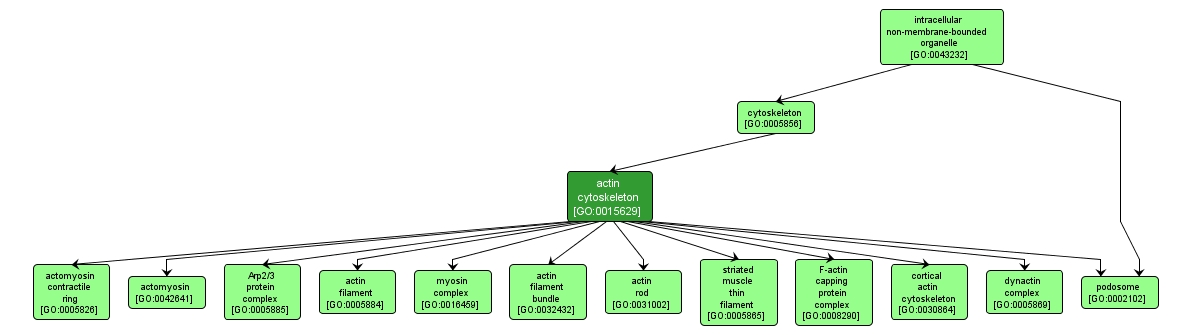 GO:0015629 - actin cytoskeleton (interactive image map)