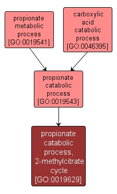 GO:0019629 - propionate catabolic process, 2-methylcitrate cycle (interactive image map)