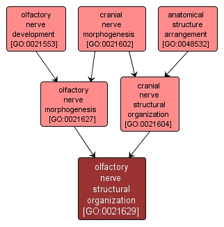 GO:0021629 - olfactory nerve structural organization (interactive image map)