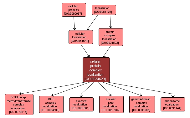 GO:0034629 - cellular protein complex localization (interactive image map)