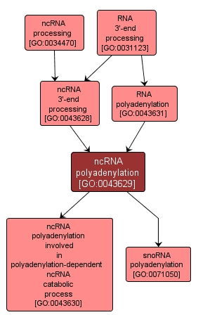 GO:0043629 - ncRNA polyadenylation (interactive image map)
