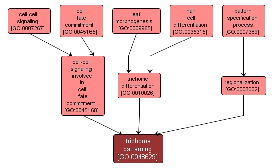 GO:0048629 - trichome patterning (interactive image map)