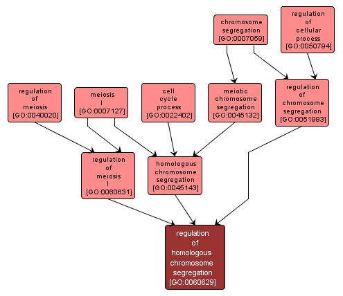 GO:0060629 - regulation of homologous chromosome segregation (interactive image map)