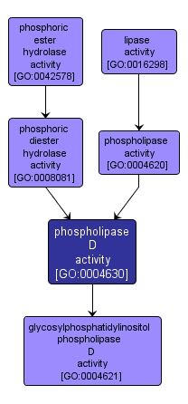 GO:0004630 - phospholipase D activity (interactive image map)