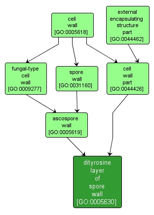 GO:0005630 - dityrosine layer of spore wall (interactive image map)