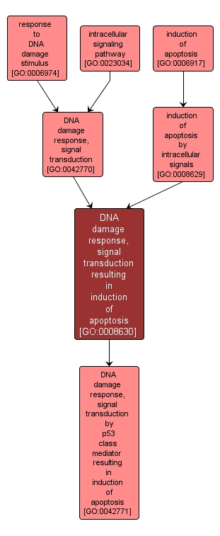 GO:0008630 - DNA damage response, signal transduction resulting in induction of apoptosis (interactive image map)