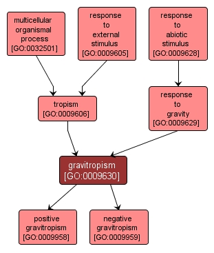GO:0009630 - gravitropism (interactive image map)