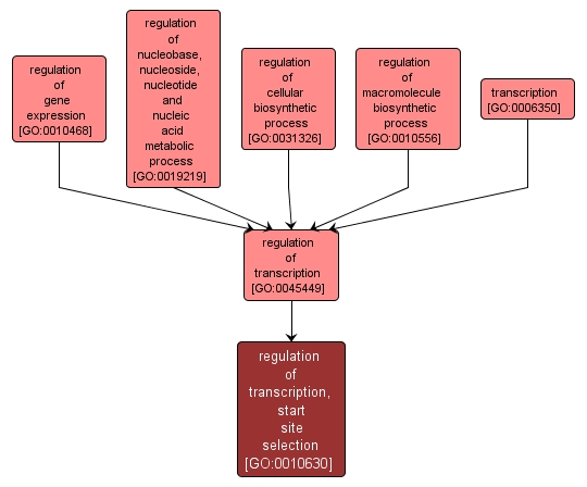 GO:0010630 - regulation of transcription, start site selection (interactive image map)